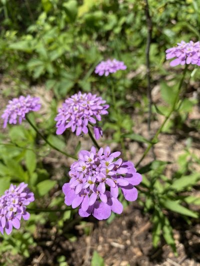 Iberis umbellata, photographed by Bonnie Semmling