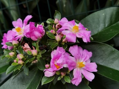 Pereskia grandifolia, photographed by Eduardo Chacón Madrigal