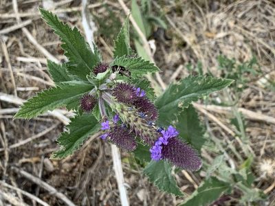 Verbena macdougalii, photographed by CK2AZ