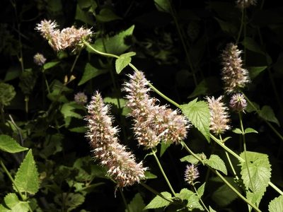 Agastache urticifolia, photographed by Frances Oliver