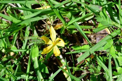 Sisyrinchium angustissimum, photographed by Neptalí Ramírez Marcial