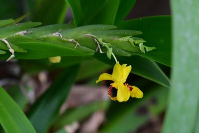 Lockhartia oerstedii, photographed by Neptalí Ramírez Marcial