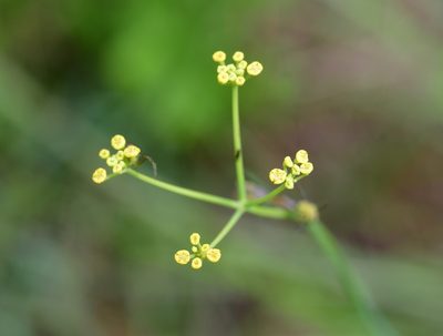 Donnellsmithia juncea, photographed by Neptalí Ramírez Marcial