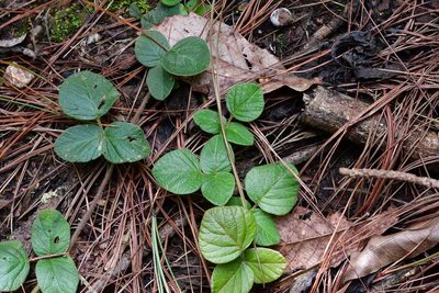 Desmodium molliculum, photographed by Neptalí Ramírez Marcial