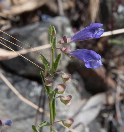 Scutellaria antirrhinoides, photographed by Don Loarie