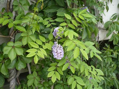 Wisteria frutescens, photographed by Ira Gershenhorn