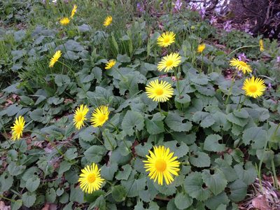 Doronicum columnae, photographed by Mattia Menchetti