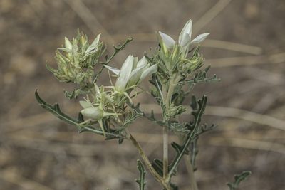 Mentzelia multiflora, photographed by Craig Martin