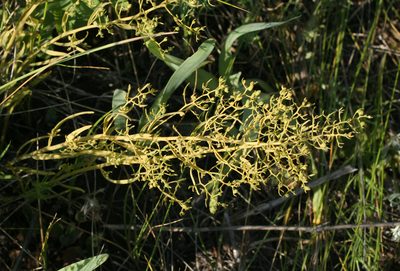 Thesium refractum, photographed by Oleg Kosterin