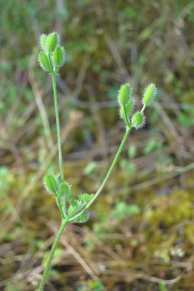 Yabea microcarpa, photographed by Ed Alverson