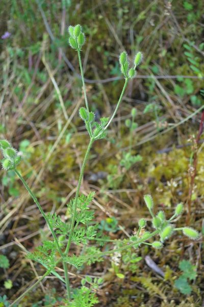 Yabea microcarpa, photographed by Ed Alverson