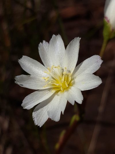 Lewisia oppositifolia, photographed by Alex Abair
