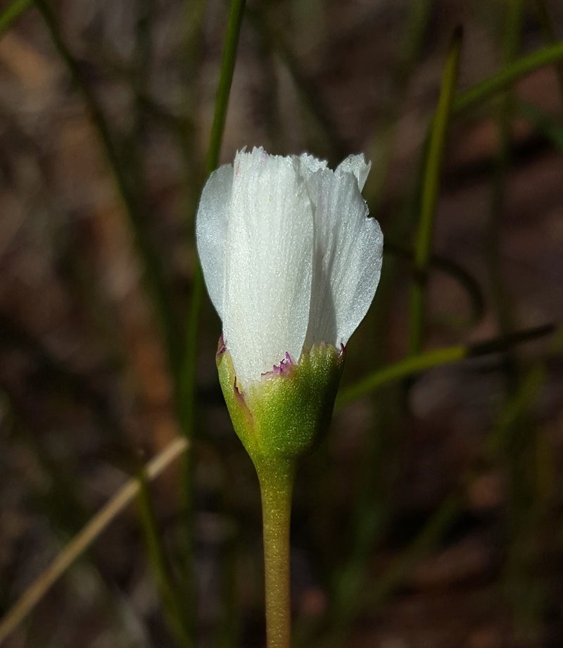Lewisia oppositifolia, photographed by Alex Abair