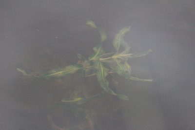 Potamogeton praelongus, photographed by Rob Foster