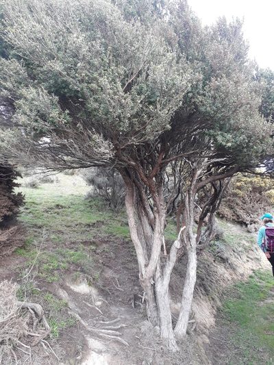 Kunzea amathicola, photographed by Leon Perrie