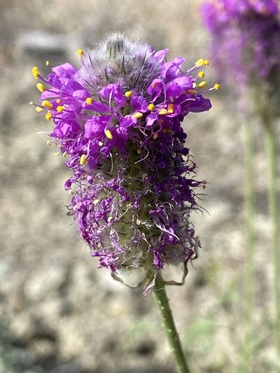 Dalea ornata, photographed by marek