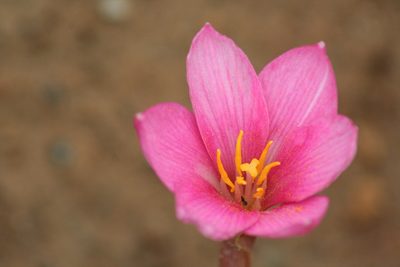 Zephyranthes fosteri, photographed by Luis F. Ramírez