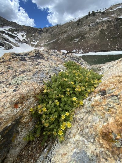 Potentilla shockleyi, photographed by marek