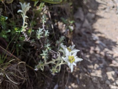 Leontopodium microphyllum, photographed by Cheng-Te Hsu