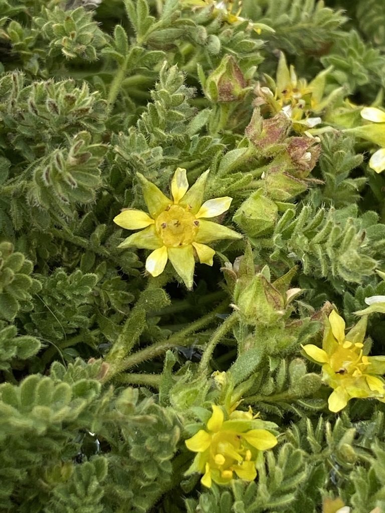 Potentilla shockleyi, photographed by marek