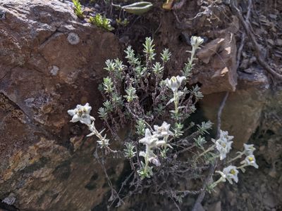 Leontopodium microphyllum, photographed by Cheng-Te Hsu