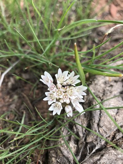 Allium brandegeei, photographed by Kaydee Barker