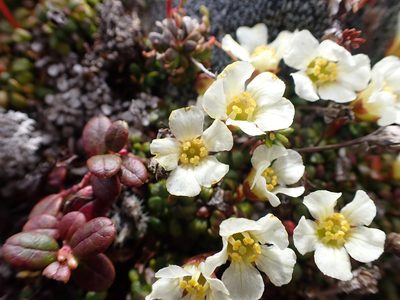 Diapensia obovata, photographed by Matt Muir