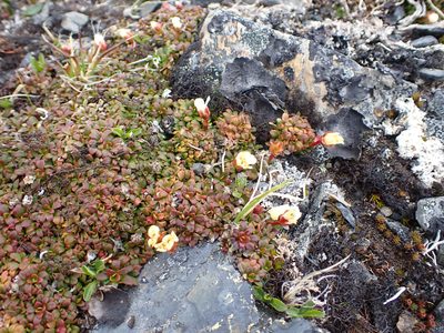 Diapensia obovata, photographed by Matt Muir