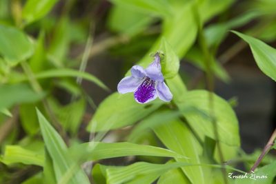 Asystasia dalzelliana, photographed by Ramesh Shenai Jr.