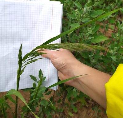 Apera spica-venti, photographed by Adilya Galeeva