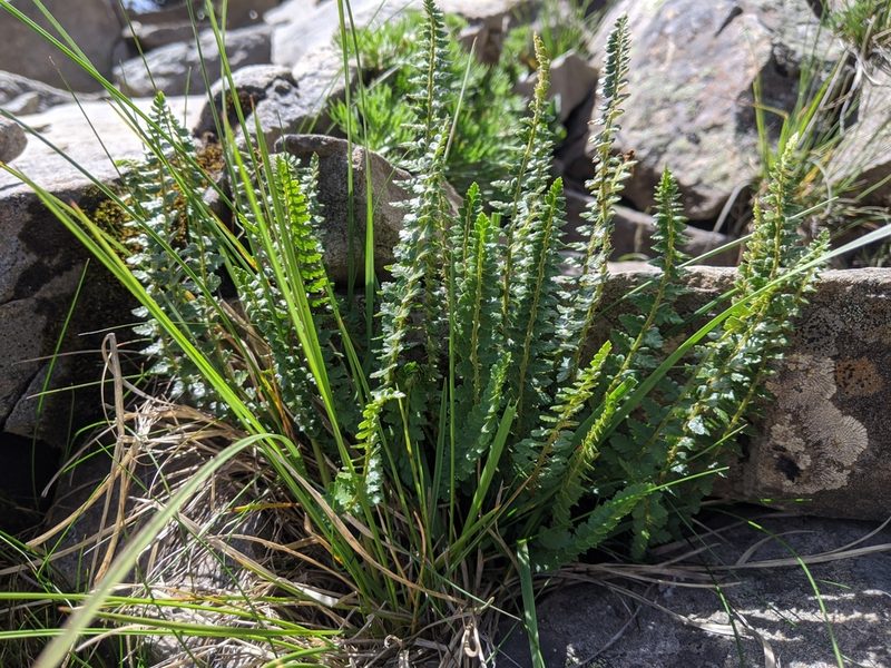 Polystichum lachenense, photographed by Cheng-Te Hsu
