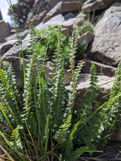 Polystichum lachenense, photographed by Cheng-Te Hsu