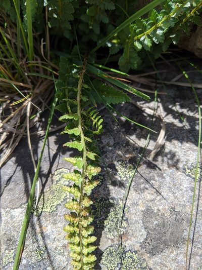 Polystichum lachenense, photographed by Cheng-Te Hsu