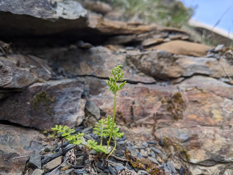 Cryptogramma brunoniana, photographed by Cheng-Te Hsu