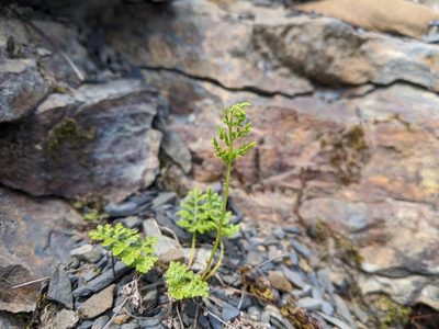 Cryptogramma brunoniana, photographed by Cheng-Te Hsu