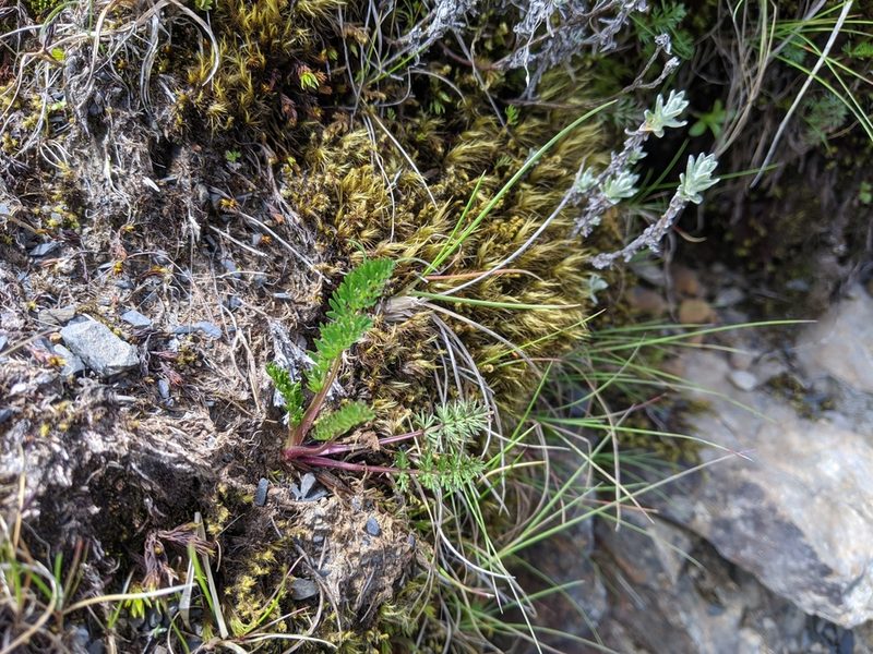 Chaerophyllum taiwanianum, photographed by Cheng-Te Hsu