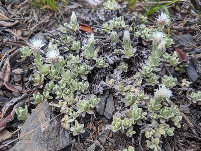 Anaphalis nepalensis, photographed by Cheng-Te Hsu