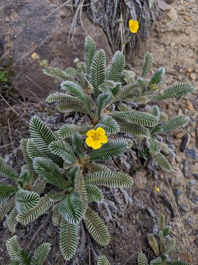 Argentina tugitakensis, photographed by Cheng-Te Hsu