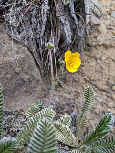Argentina tugitakensis, photographed by Cheng-Te Hsu