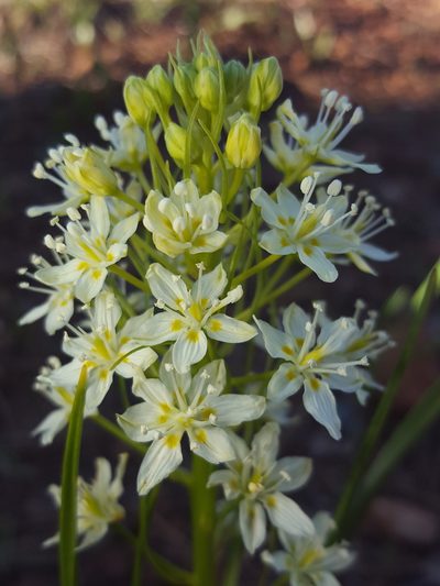 Toxicoscordion micranthum, photographed by Alex Abair