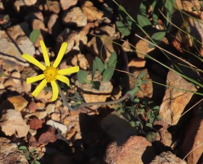 Othonna pinnata, photographed by Tony Rebelo