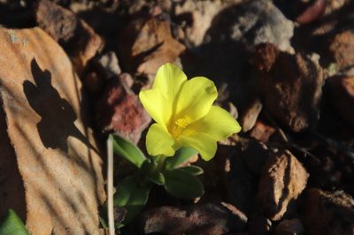 Moraea galaxia, photographed by Tony Rebelo