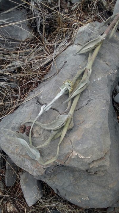 Asclepias sauronii, photographed by Leticia Jiménez Hernández