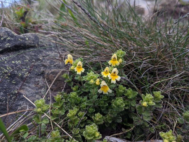 Euphrasia nankotaizanensis, photographed by Cheng-Te Hsu