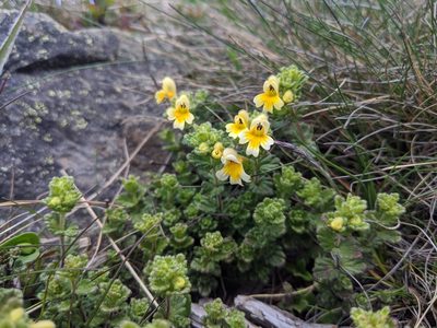 Euphrasia nankotaizanensis, photographed by Cheng-Te Hsu