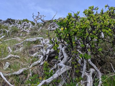Berberis morrisonensis, photographed by Cheng-Te Hsu
