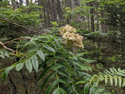 Sorbus randaiensis, photographed by Cheng-Te Hsu