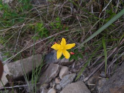 Hypericum nagasawae, photographed by Cheng-Te Hsu