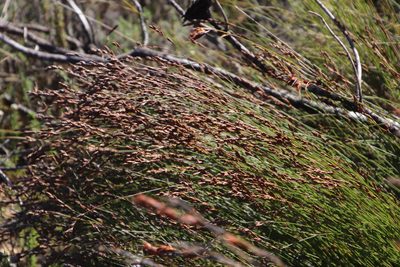 Restio filiformis, photographed by Tony Rebelo