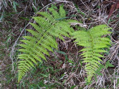 Athyrium oppositipennum, photographed by Cheng-Te Hsu